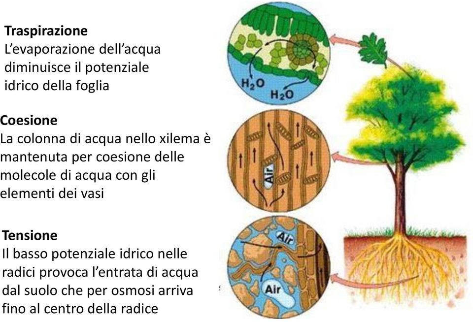 acqua con gli elementi dei vasi Tensione Il basso potenziale idrico nelle radici