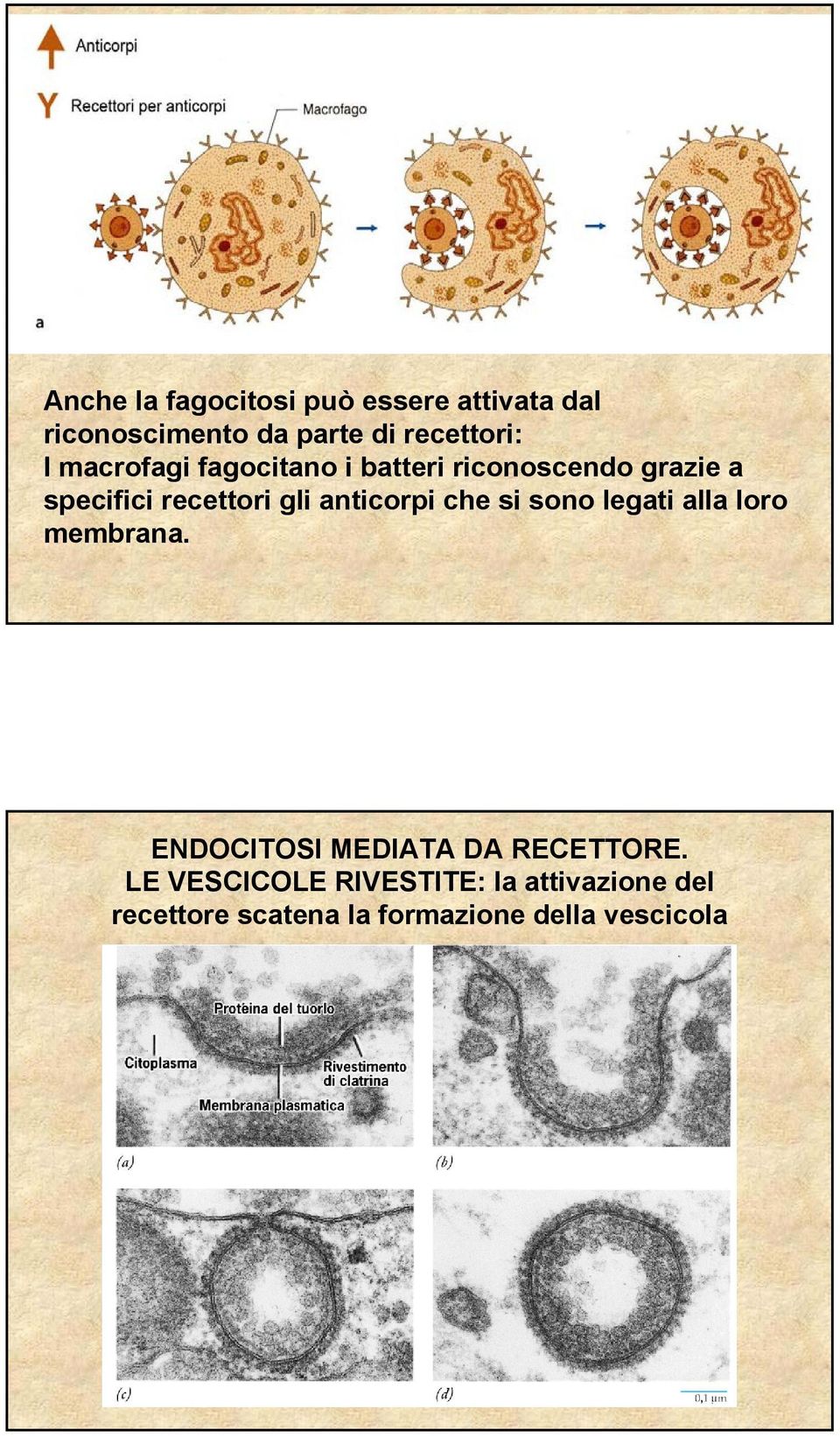 anticorpi che si sono legati alla loro membrana. ENDOCITOSI MEDIATA DA RECETTORE.