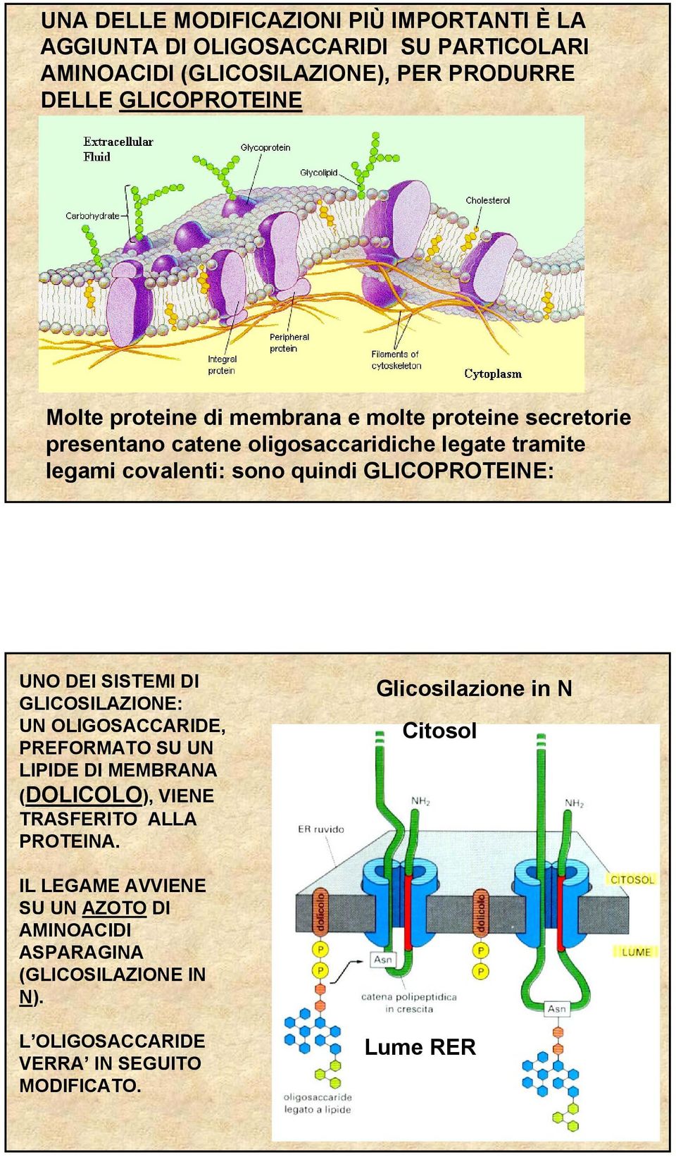 GLICOPROTEINE: UNO DEI SISTEMI DI GLICOSILAZIONE: UN OLIGOSACCARIDE, PREFORMATO SU UN LIPIDE DI MEMBRANA (DOLICOLO), VIENE TRASFERITO ALLA PROTEINA.