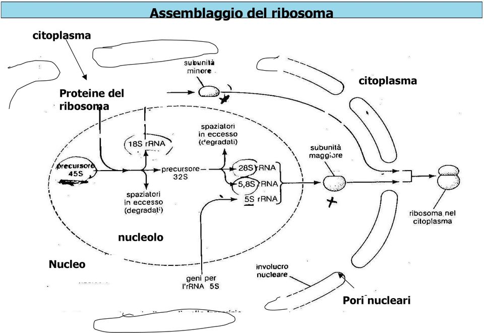 Proteine del  nucleolo