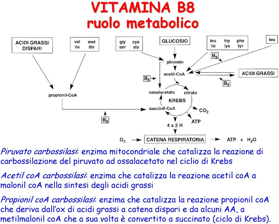 coa nella sintesi degli acidi grassi Propionil coa carbossilasi: enzima che catalizza la reazione propionil coa che deriva