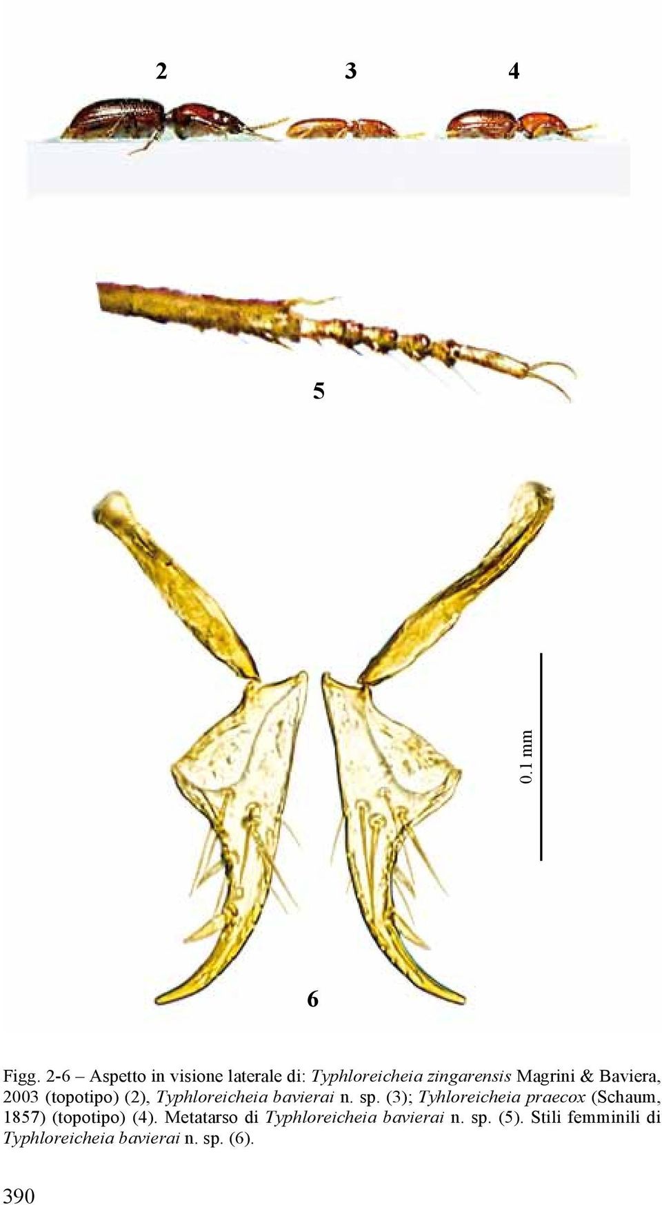 Baviera, 2003 (topotipo) (2), Typhloreicheia bavierai n. sp.