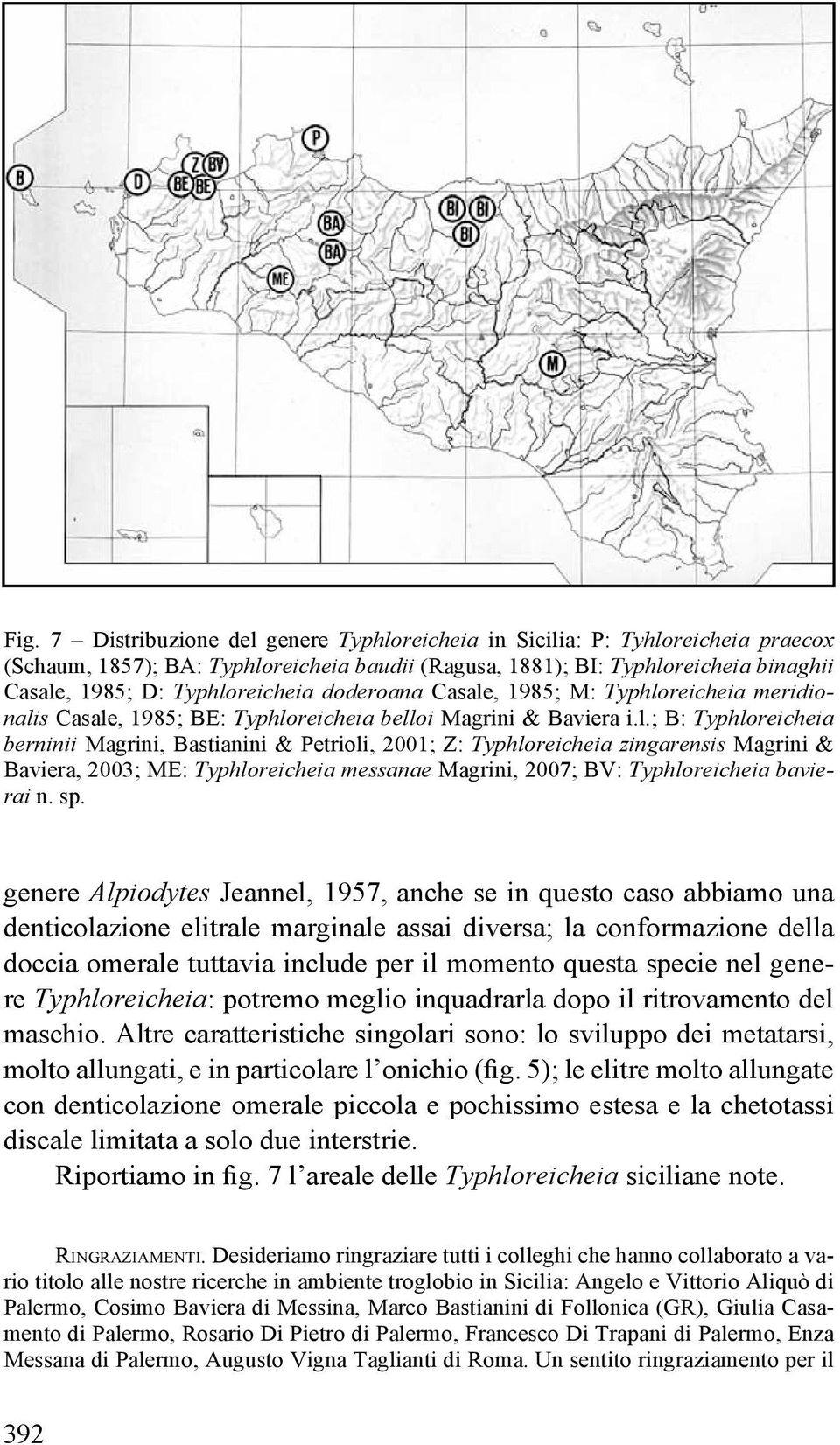 reicheia doderoana Casale, 1985; M: reicheia meridionalis Casale, 1985; BE: reicheia belloi Magrini & Baviera i.l.; B: reicheia berninii Magrini, Bastianini & Petrioli, 2001; Z: reicheia zingarensis Magrini & Baviera, 2003; ME: reicheia messanae Magrini, 2007; BV: reicheia bavierai n.