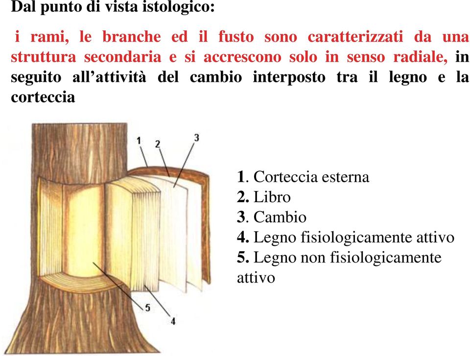 attività del cambio interposto tra il legno e la corteccia 1. Corteccia esterna 2.