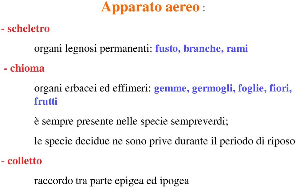 fiori, frutti è sempre presente nelle specie sempreverdi; le specie decidue