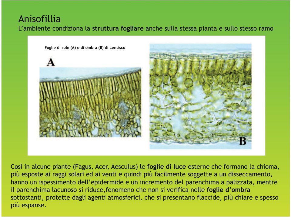 soggette a un disseccamento, hanno un ispessimento dell epidermide e un incremento del parenchima a palizzata, mentre il parenchima lacunoso si