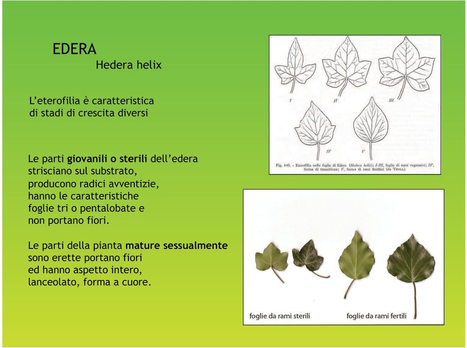 hanno le caratteristiche foglie tri o pentalobate e non portano fiori.