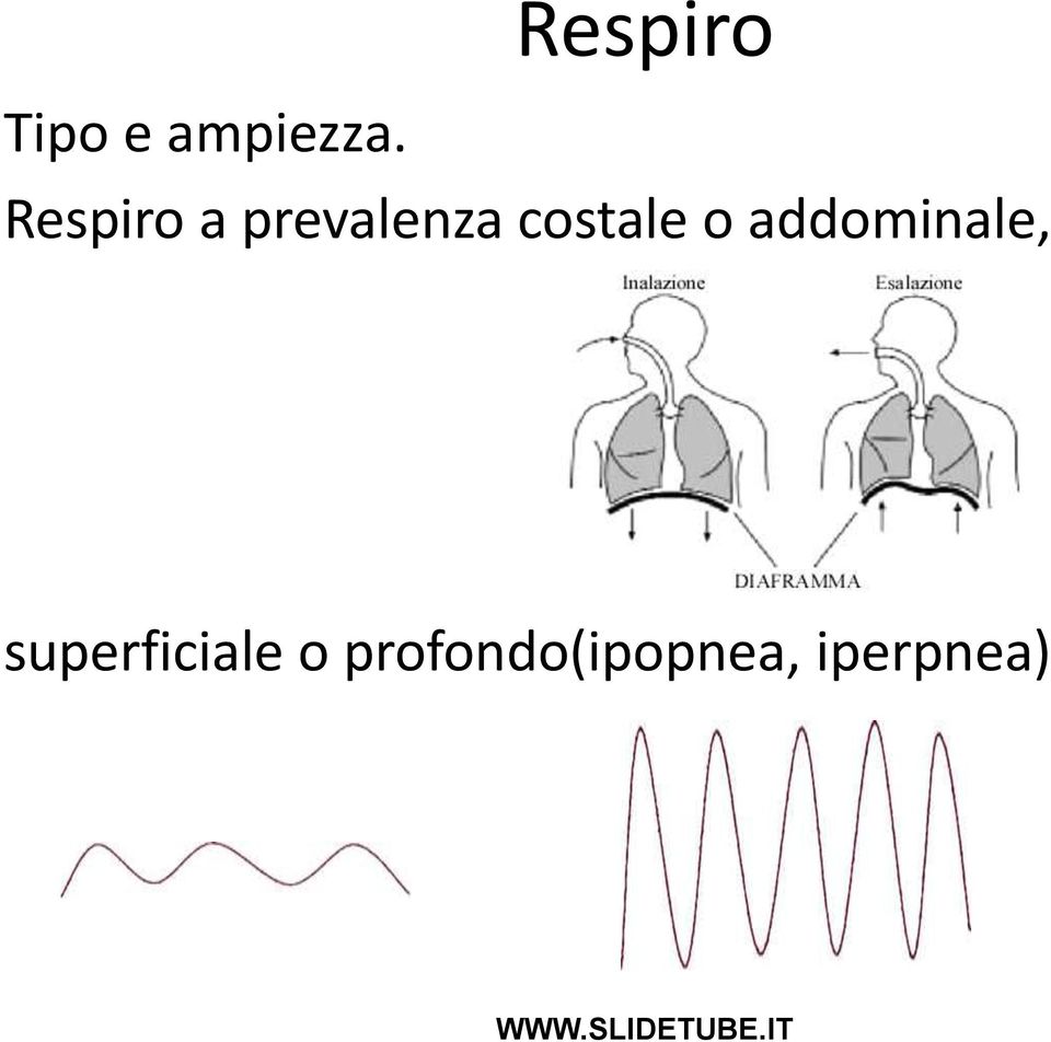 prevalenza costale o