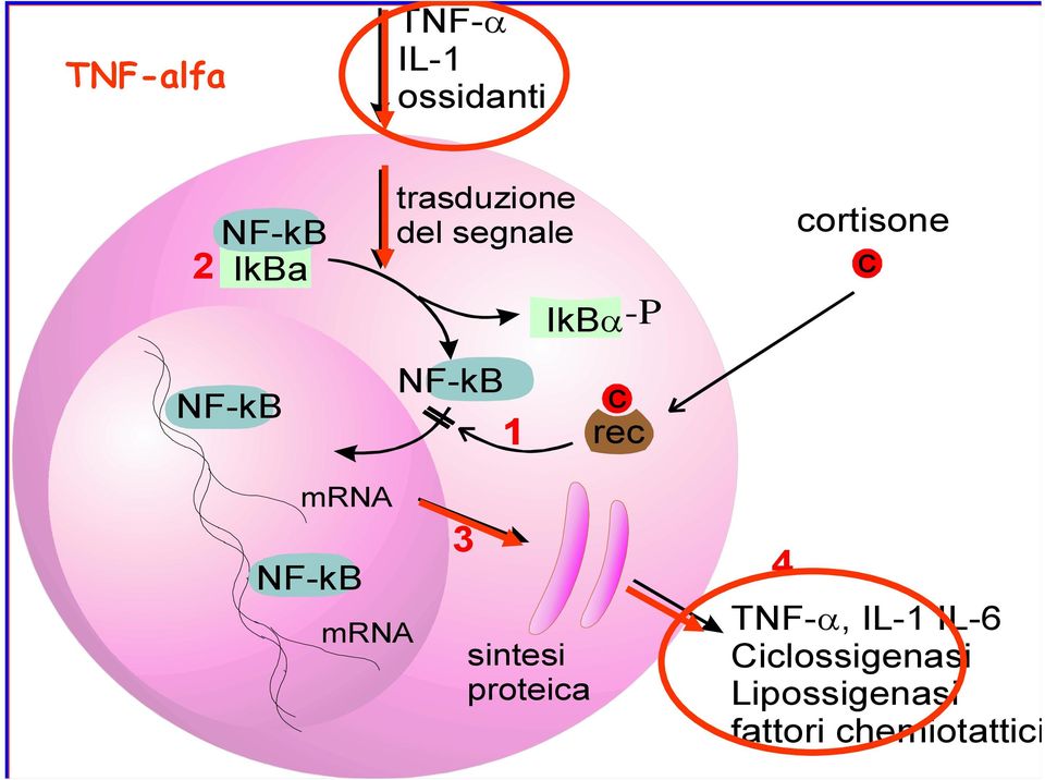angiogenesi NF-kB NF-kB -Attivazione fagocitica -Amplificazione risposta citochinica / NFkb mrna - risparmio