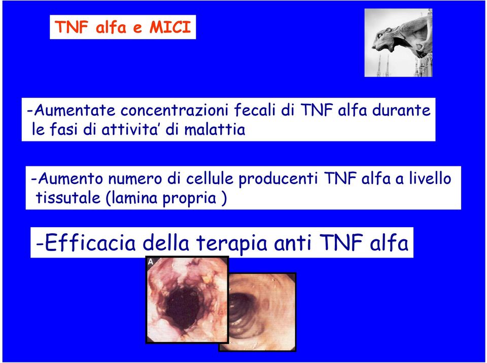numero di cellule producenti TNF alfa a livello