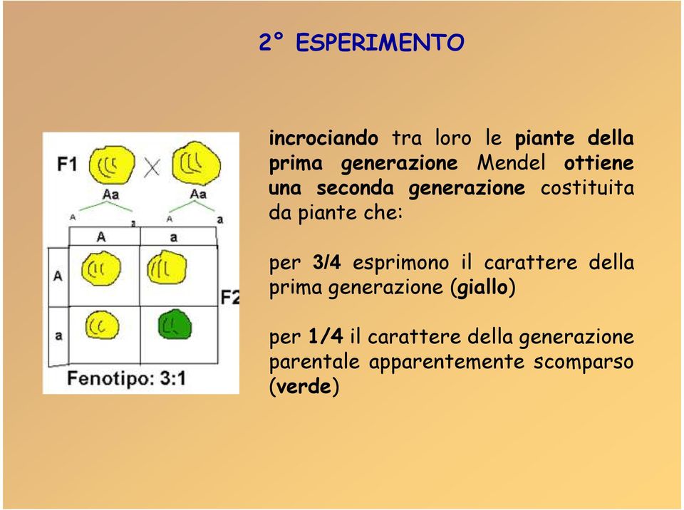 3/4 esprimono il carattere della prima generazione (giallo) per 1/4