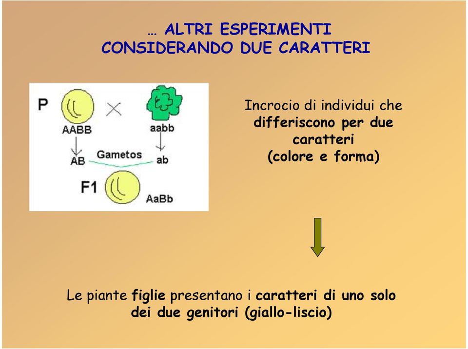 caratteri (colore e forma) Le piante figlie