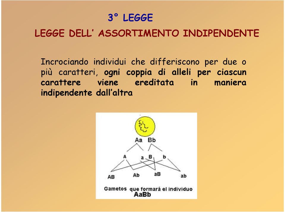 più caratteri, ogni coppia di alleli per ciascun