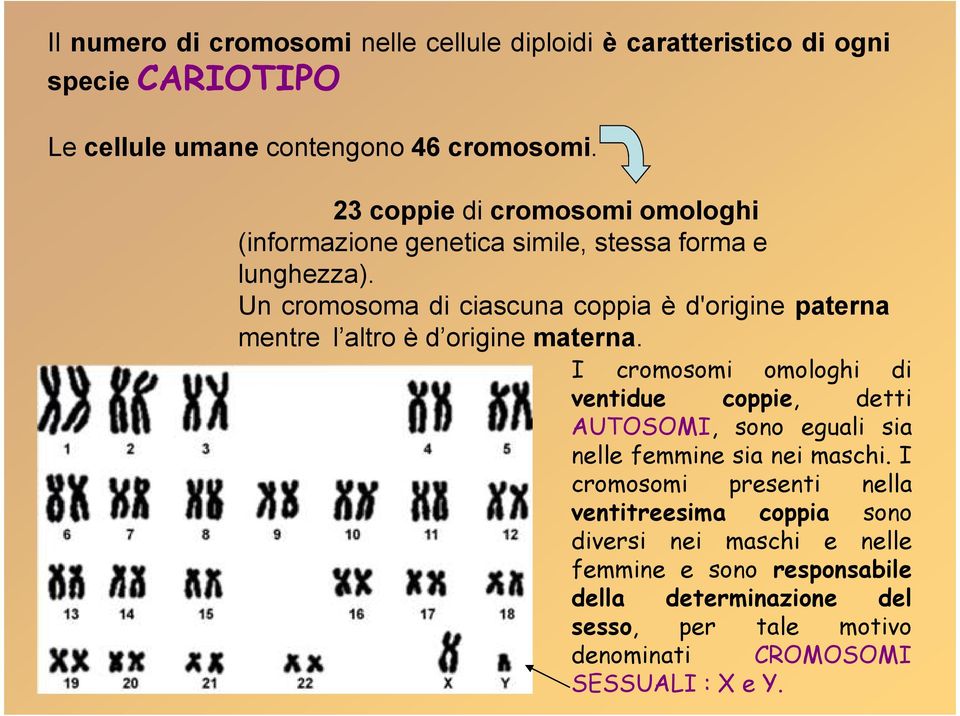 Un cromosoma di ciascuna coppia è d'origine paterna mentre l altro è d origine materna.