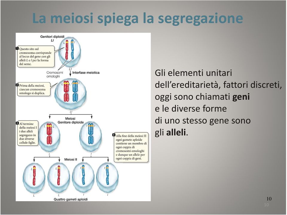 discreti, oggi sono chiamati geni e le