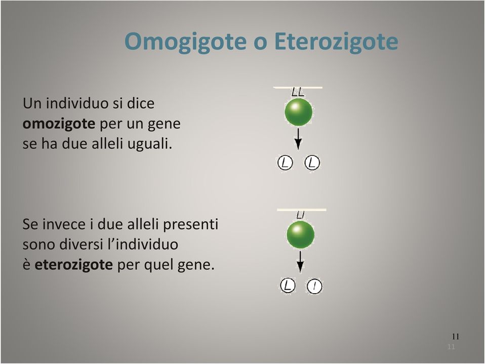 Se invece i due alleli presenti sono diversi