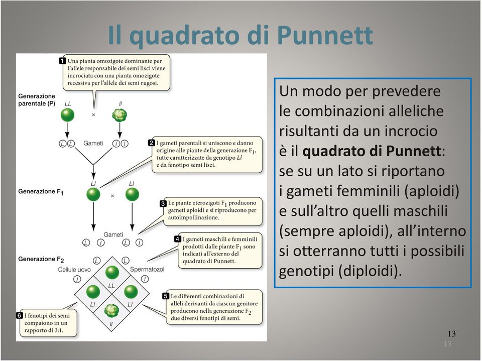 riportano i gameti femminili (aploidi) e sull altro quelli maschili