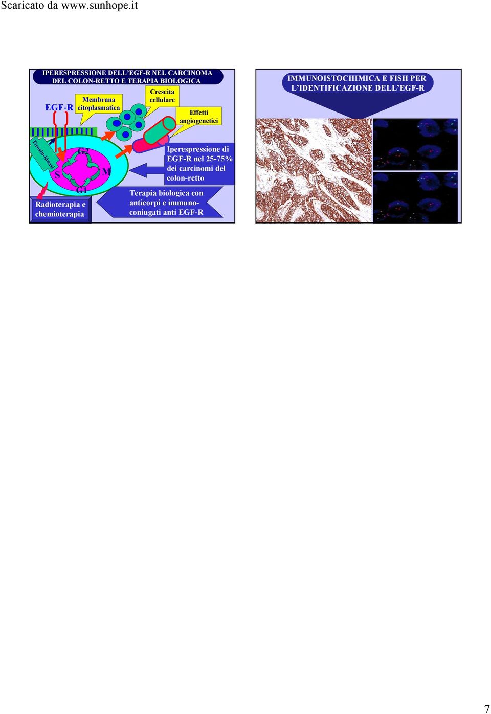 IDENTIFICAZIONE DELL EGF-R Tirosin-kinasi S G2 G1 Radioterapia e chemioterapia M Iperespressione