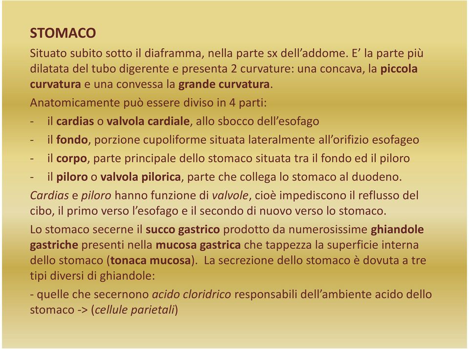 Anatomicamente può essere diviso in 4 parti: - il cardias o valvola cardiale, allo sbocco dell esofago - il fondo, porzione cupoliforme situata lateralmente all orifizio esofageo - il corpo, parte