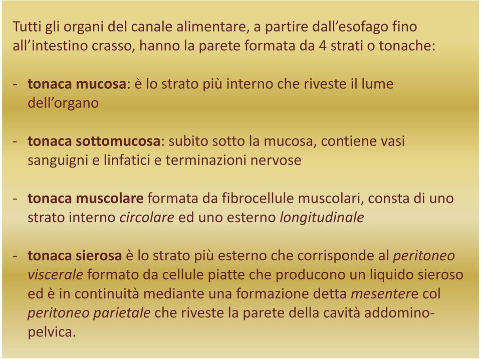 fibrocellule muscolari, consta di uno strato interno circolare ed uno esterno longitudinale - tonaca sierosa è lo strato più esterno che corrisponde al peritoneo viscerale