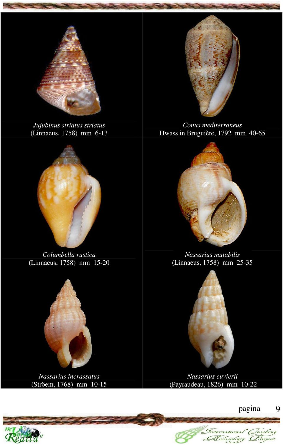 15-20 Nassarius mutabilis (Linnaeus, 1758) mm 25-35 Nassarius incrassatus