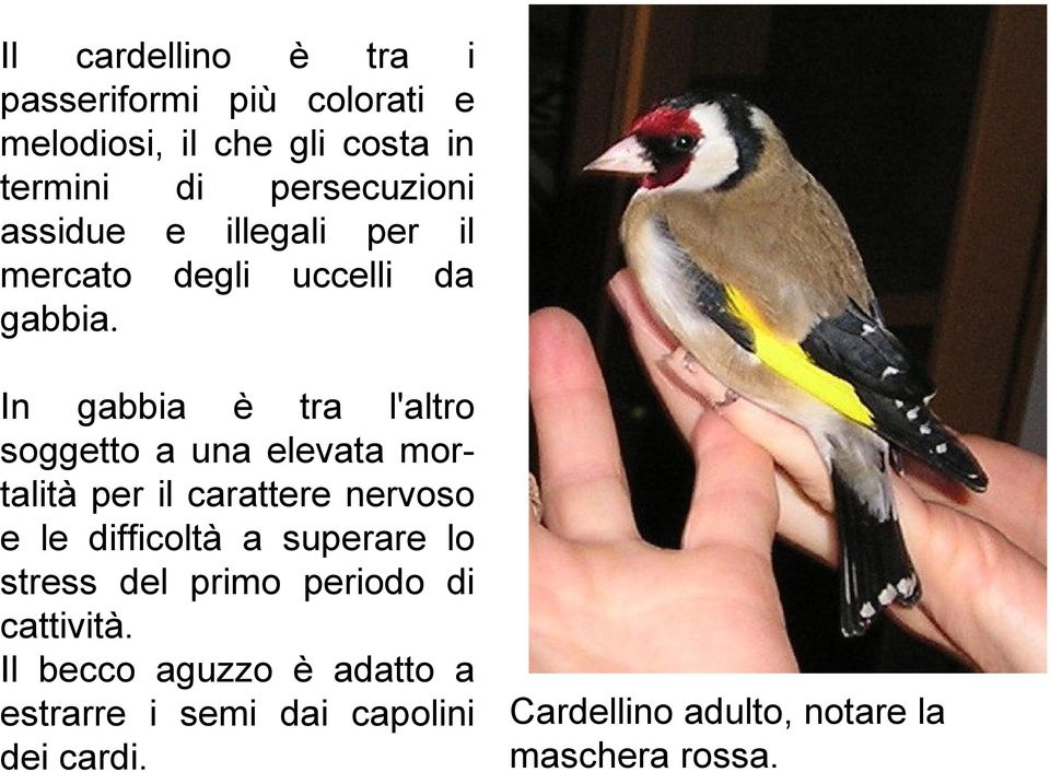 In gabbia è tra l'altro soggetto a una elevata mortalità per il carattere nervoso e le difficoltà a