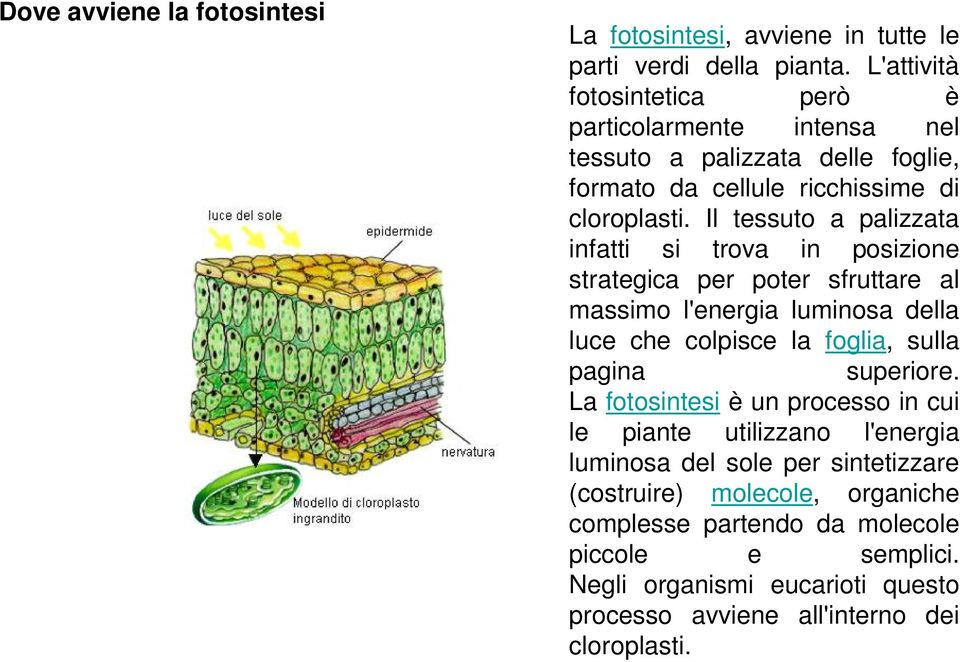 Il tessuto a palizzata infatti si trova in posizione strategica per poter sfruttare al massimo l'energia luminosa della luce che colpisce la foglia, sulla pagina