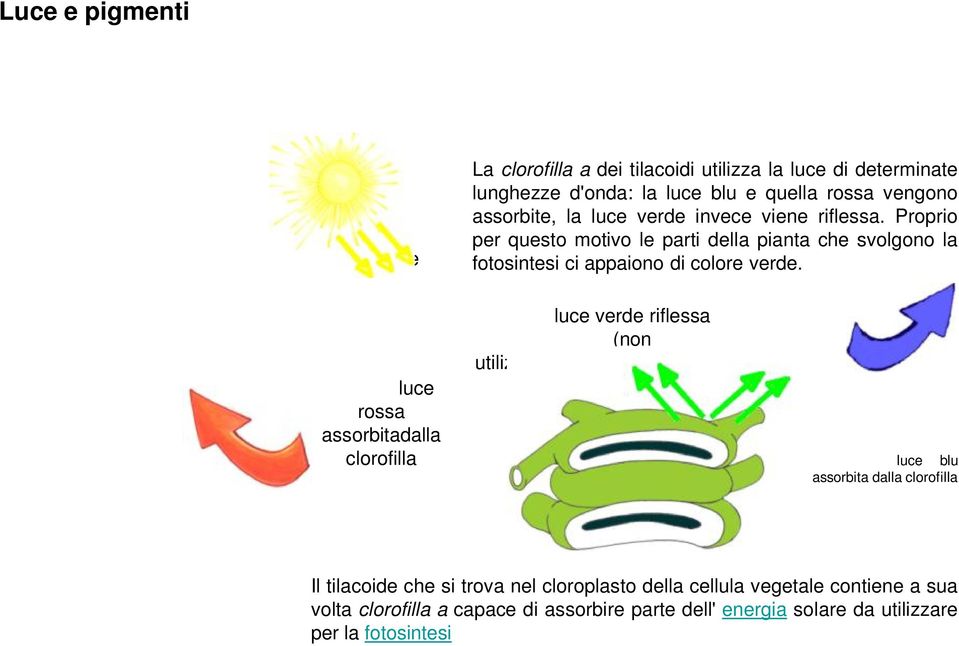 Proprio per questo motivo le parti della pianta che svolgono la fotosintesi ci appaiono di colore verde.