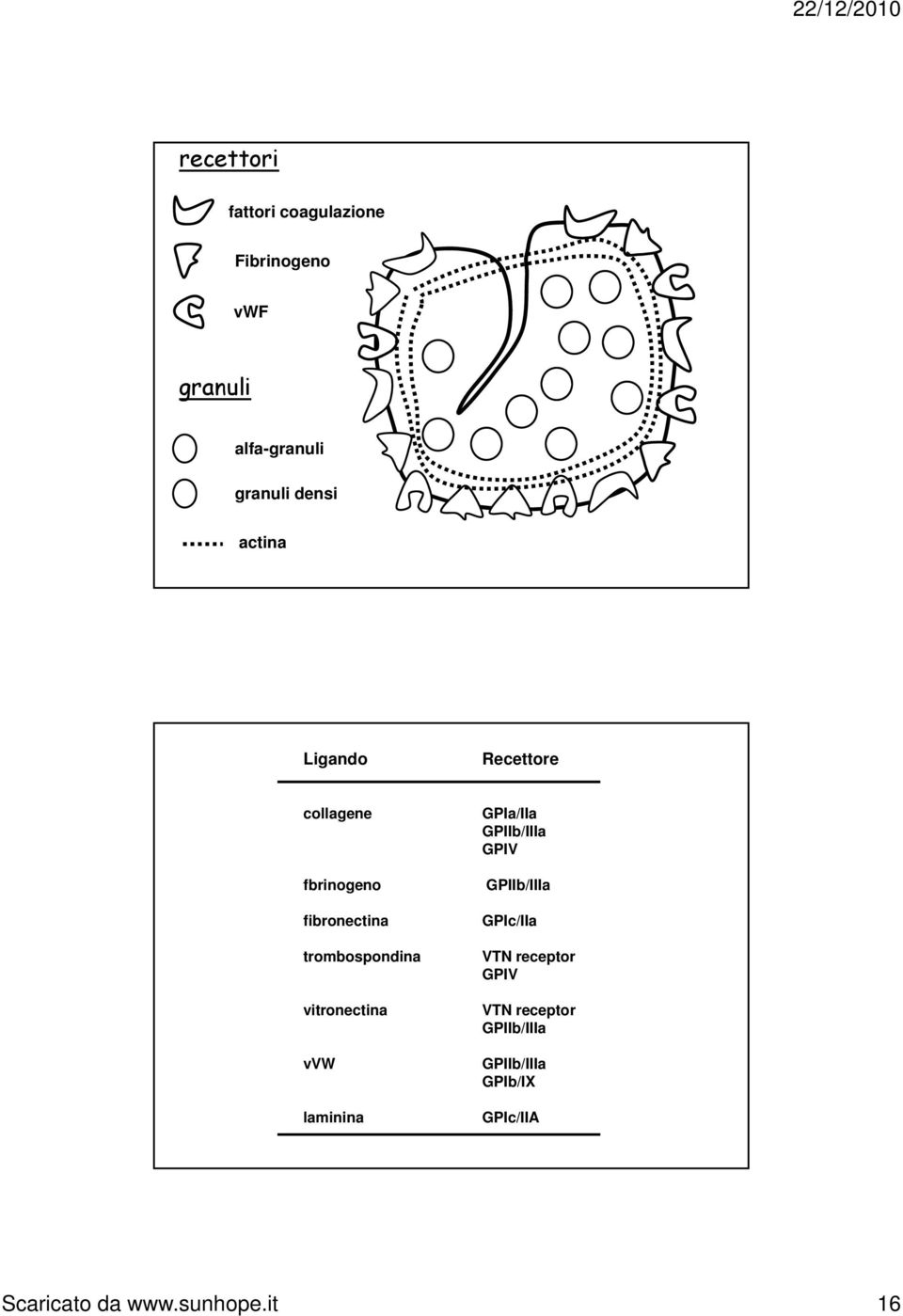 vitronectina vvw laminina GPIa/IIa GPIIb/IIIa GPIV GPIIb/IIIa GPIc/IIa VTN