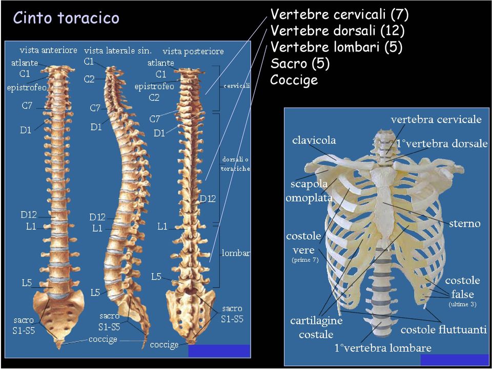 dorsali (12) Vertebre