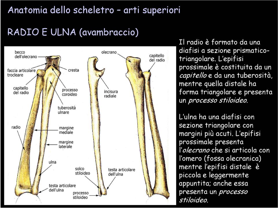 processo stiloideo. L ulna ha una diafisi con sezione triangolare con margini più acuti.