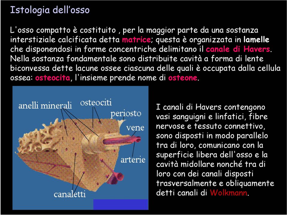 Nella sostanza fondamentale sono distribuite cavità a forma di lente biconvessa dette lacune ossee ciascuna delle quali è occupata dalla cellula ossea: osteocita, l'insieme prende