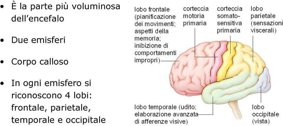 In ogni emisfero si riconoscono 4 lobi: