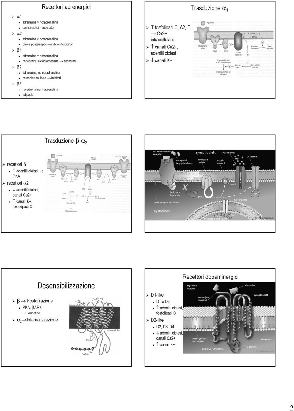 inibitori β3 noradrenalina > adrenalina adipociti Trasduzione β-α2 recettori β adenilil ciclasi PKA recettori α2 adenilil ciclasi, canali Ca2+ canali K+, fosfolipasi C Recettori