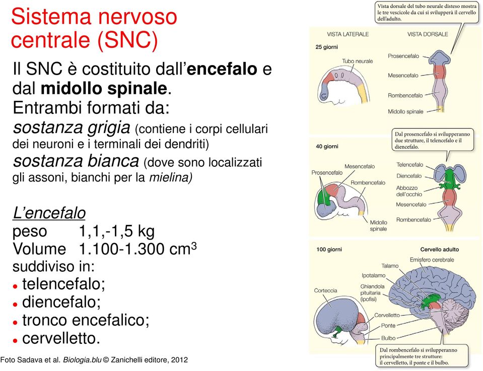 sostanza bianca (dove sono localizzati gli assoni, bianchi per la mielina) L encefalo peso 1,1,-1,5 kg Volume 1.