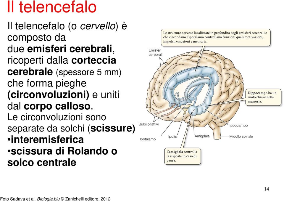 corpo calloso.