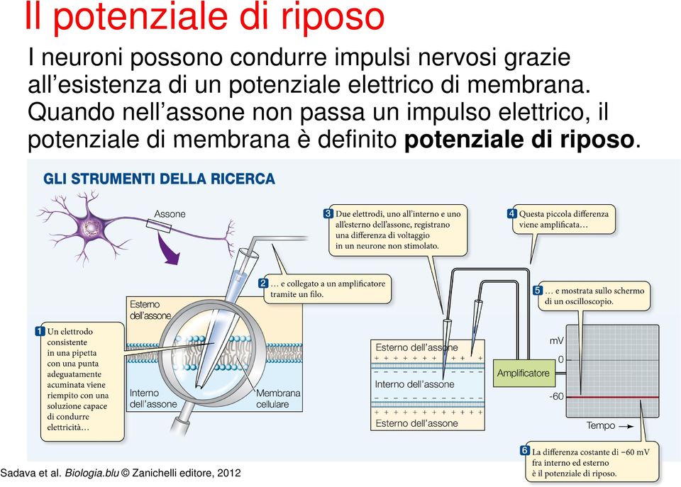 Quando nell assone non passa un impulso elettrico, il potenziale di