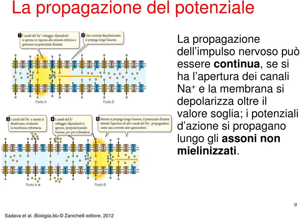 depolarizza oltre il valore soglia; i potenziali d azione si propagano