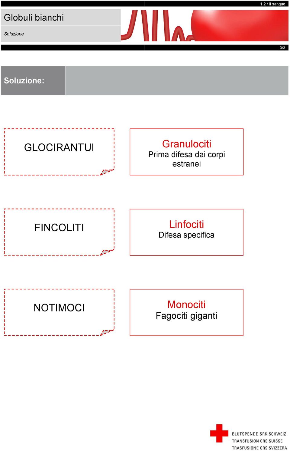 corpi estranei FINCOLITI Linfociti Difesa