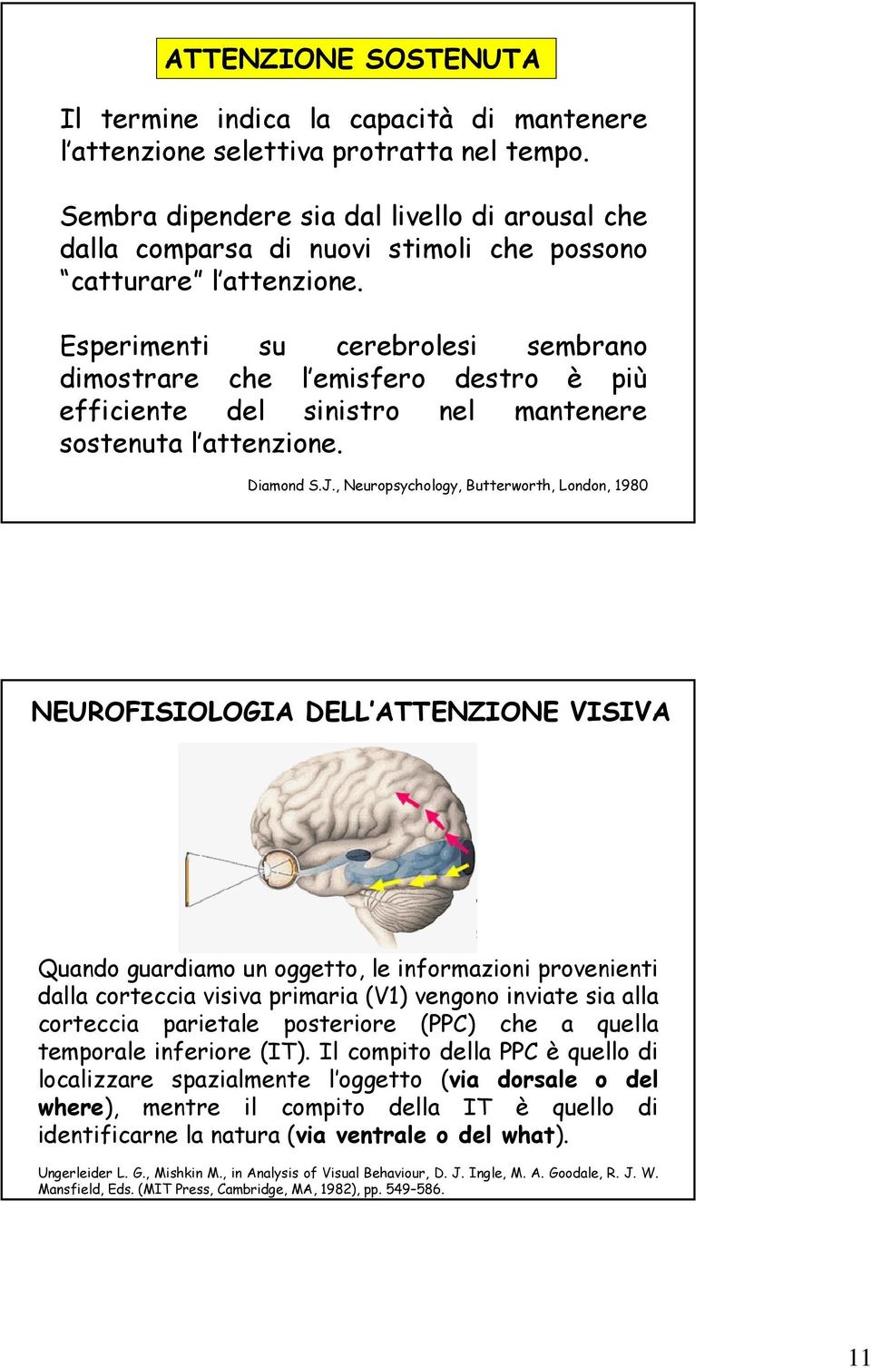 Esperimenti su cerebrolesi sembrano dimostrare che l emisfero destro è più efficiente del sinistro nel mantenere sostenuta l attenzione. Diamond S.J.