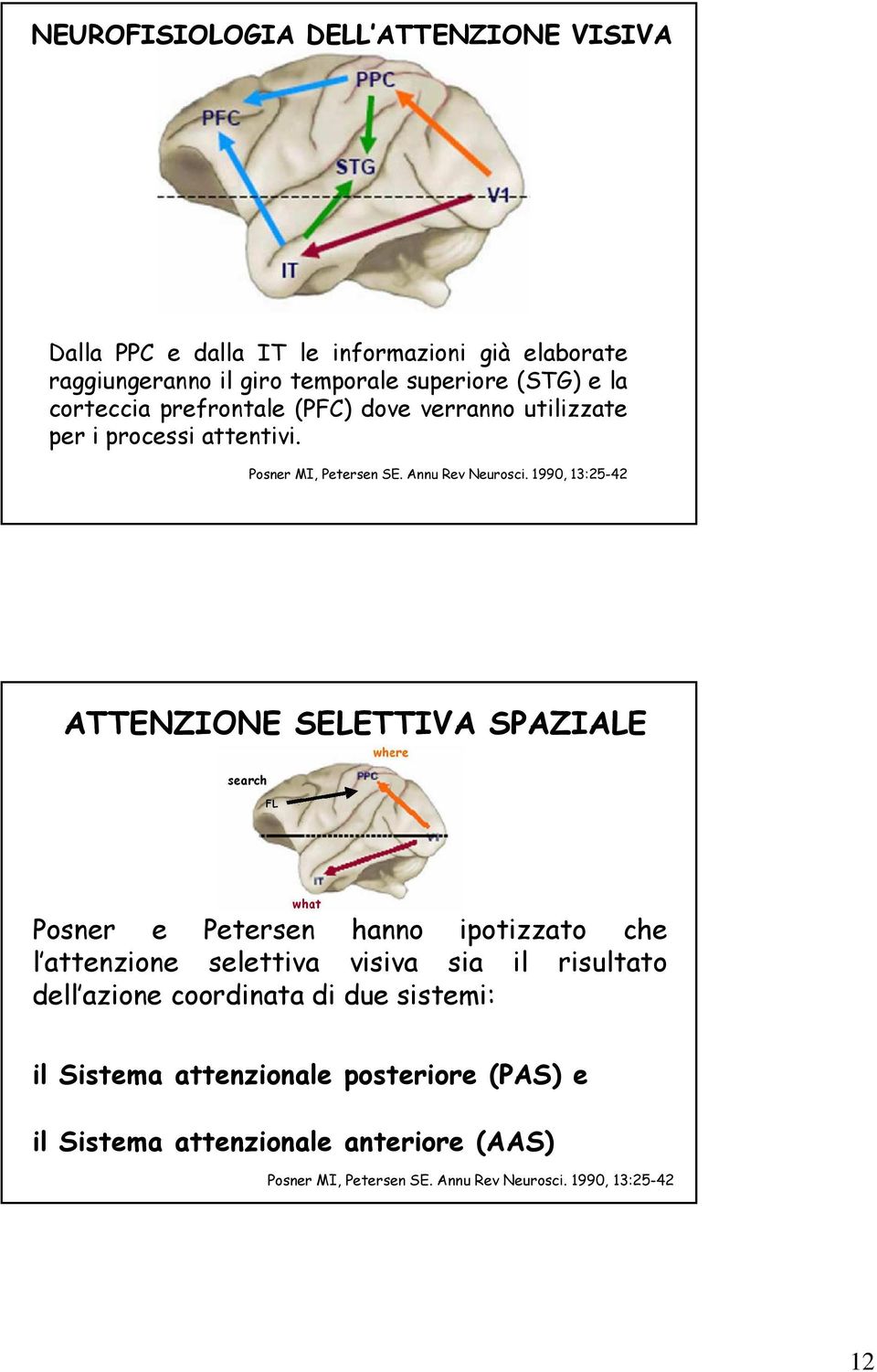 1990, 13:25-42 ATTENZIONE SELETTIVA SPAZIALE Posner e Petersen hanno ipotizzato che l attenzione selettiva visiva sia il risultato dell azione