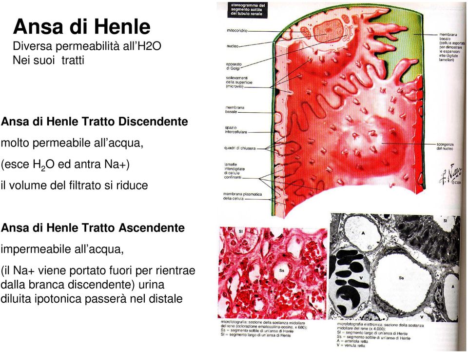 filtrato si riduce Ansa di Henle Tratto Ascendente impermeabile all acqua, (il Na+