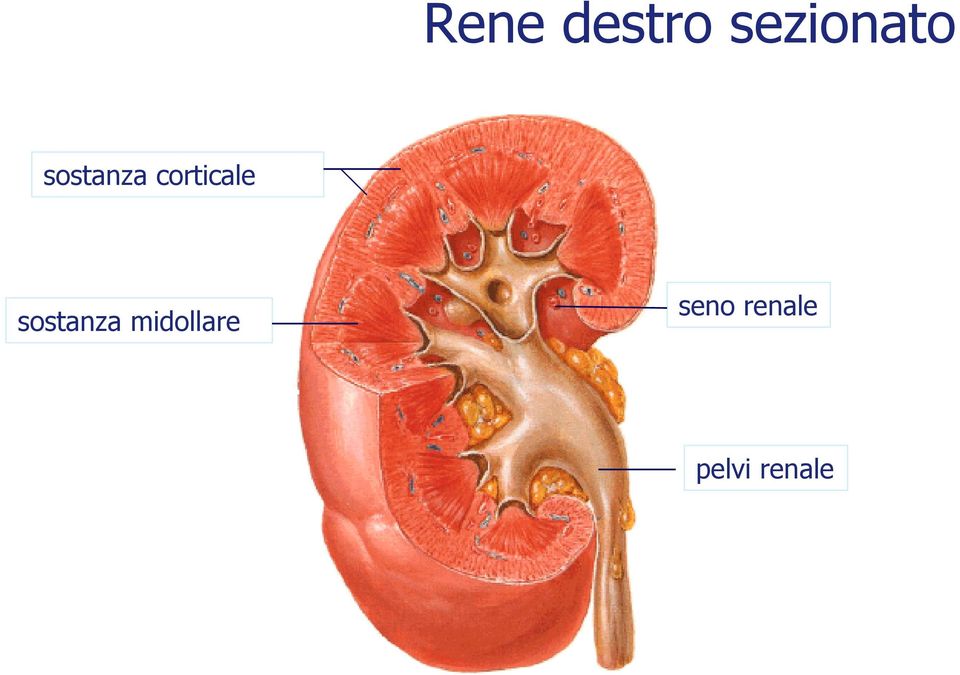 corticale sostanza