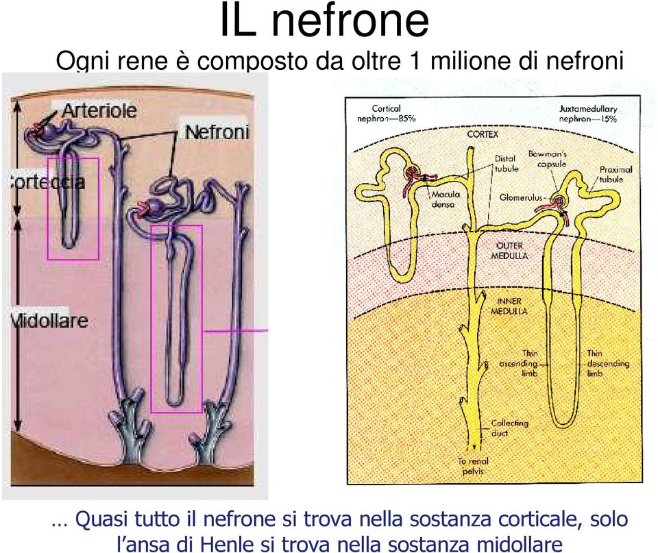 si trova nella sostanza corticale, solo l