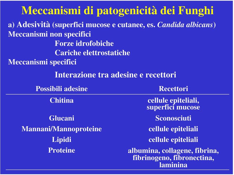 Interazione tra adesine e recettori Possibili adesine Chitina Glucani Mannani/Mannoproteine Lipidi Proteine