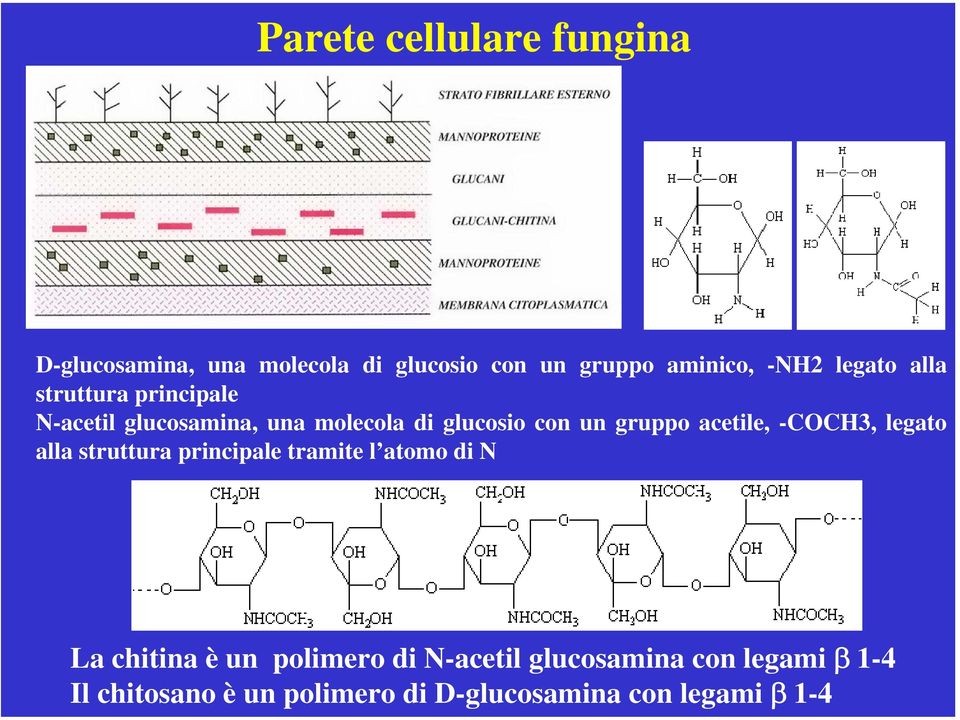 acetile, -COCH3, legato alla struttura principale tramite l atomo di N La chitina è un polimero