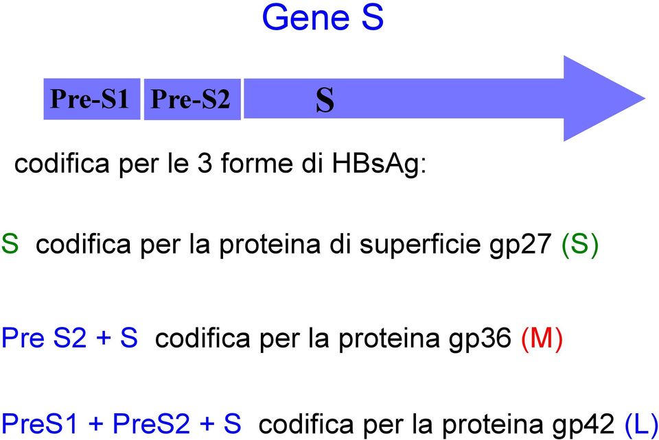 gp27 (S) Pre S2 + S codifica per la proteina gp36