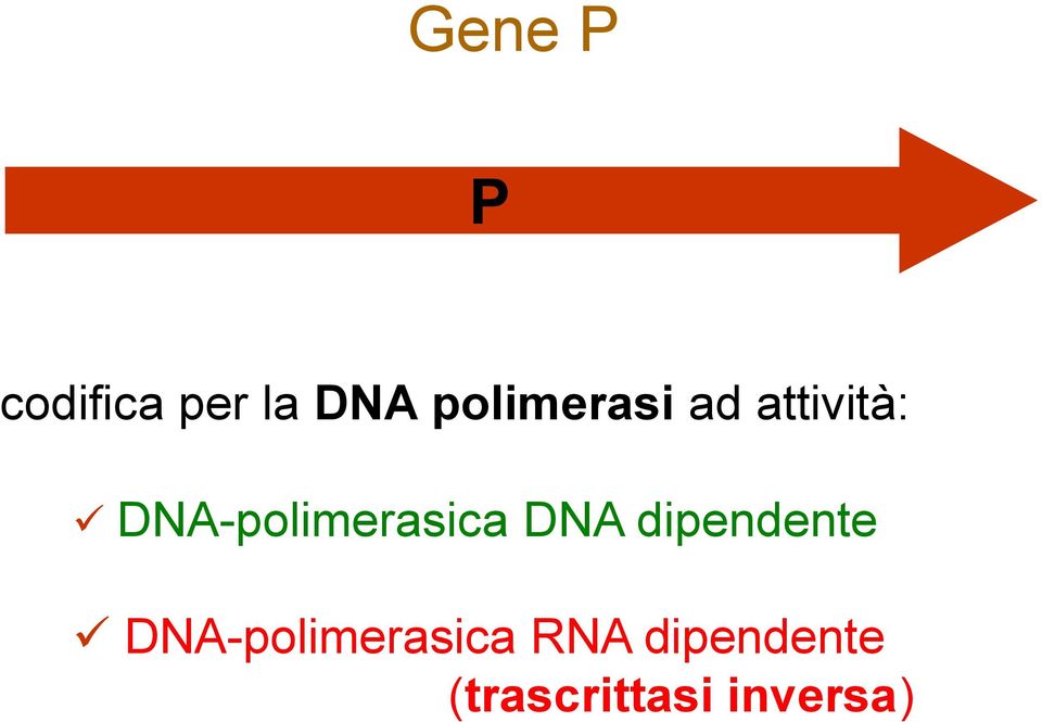 DNA-polimerasica DNA dipendente