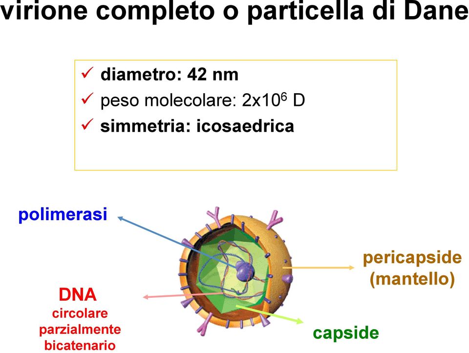 simmetria: icosaedrica polimerasi DNA
