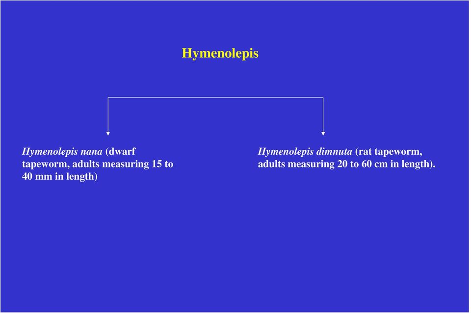 in length) Hymenolepis dimnuta (rat